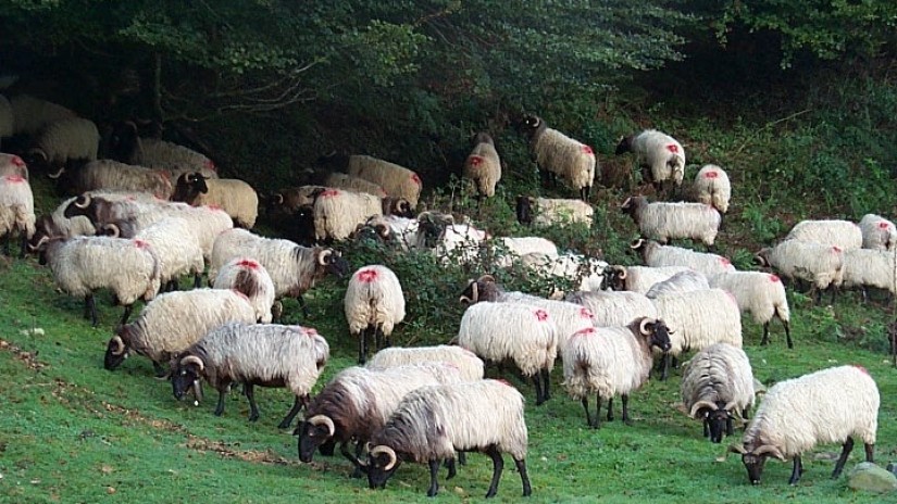 Ne pas abattre l‘agriculture souletine Ne pas abattre l‘agriculture souletine